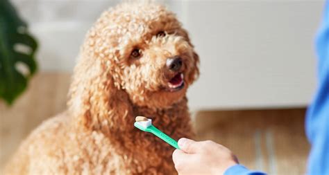 brushless dental care for dogs.